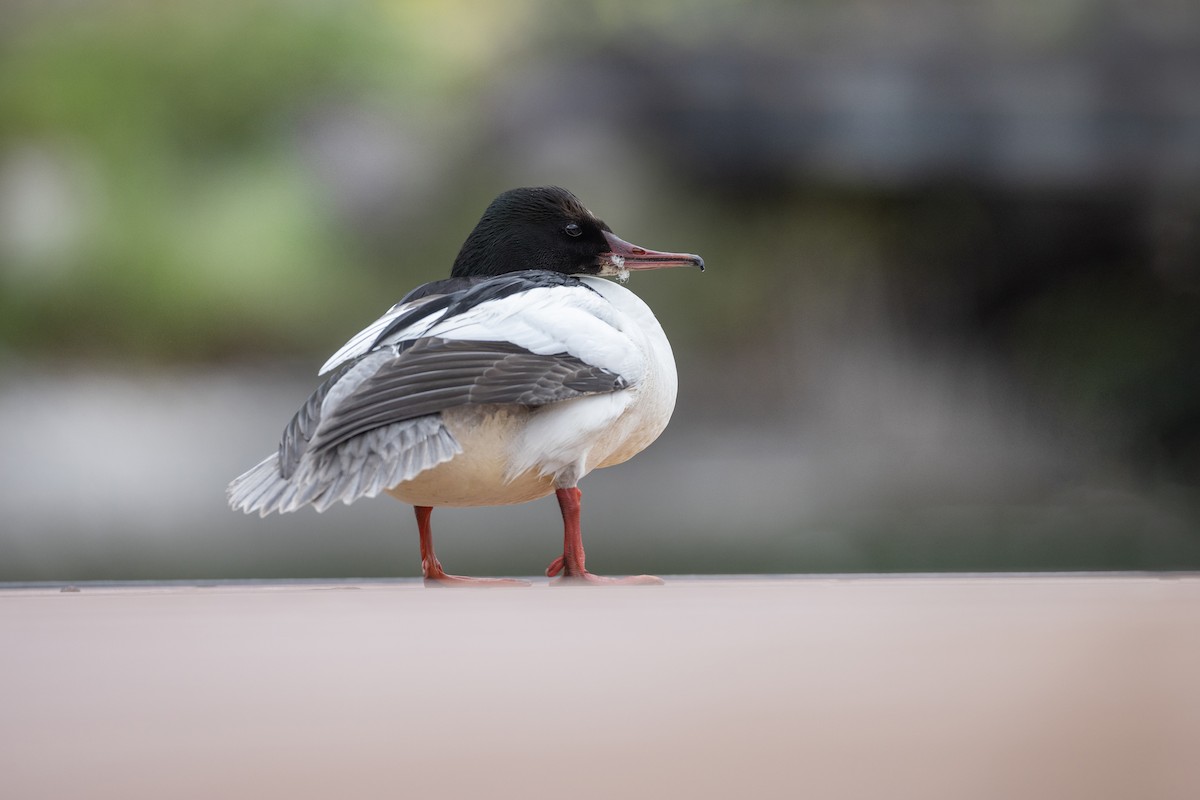 Common Merganser - Jan-Peter  Kelder