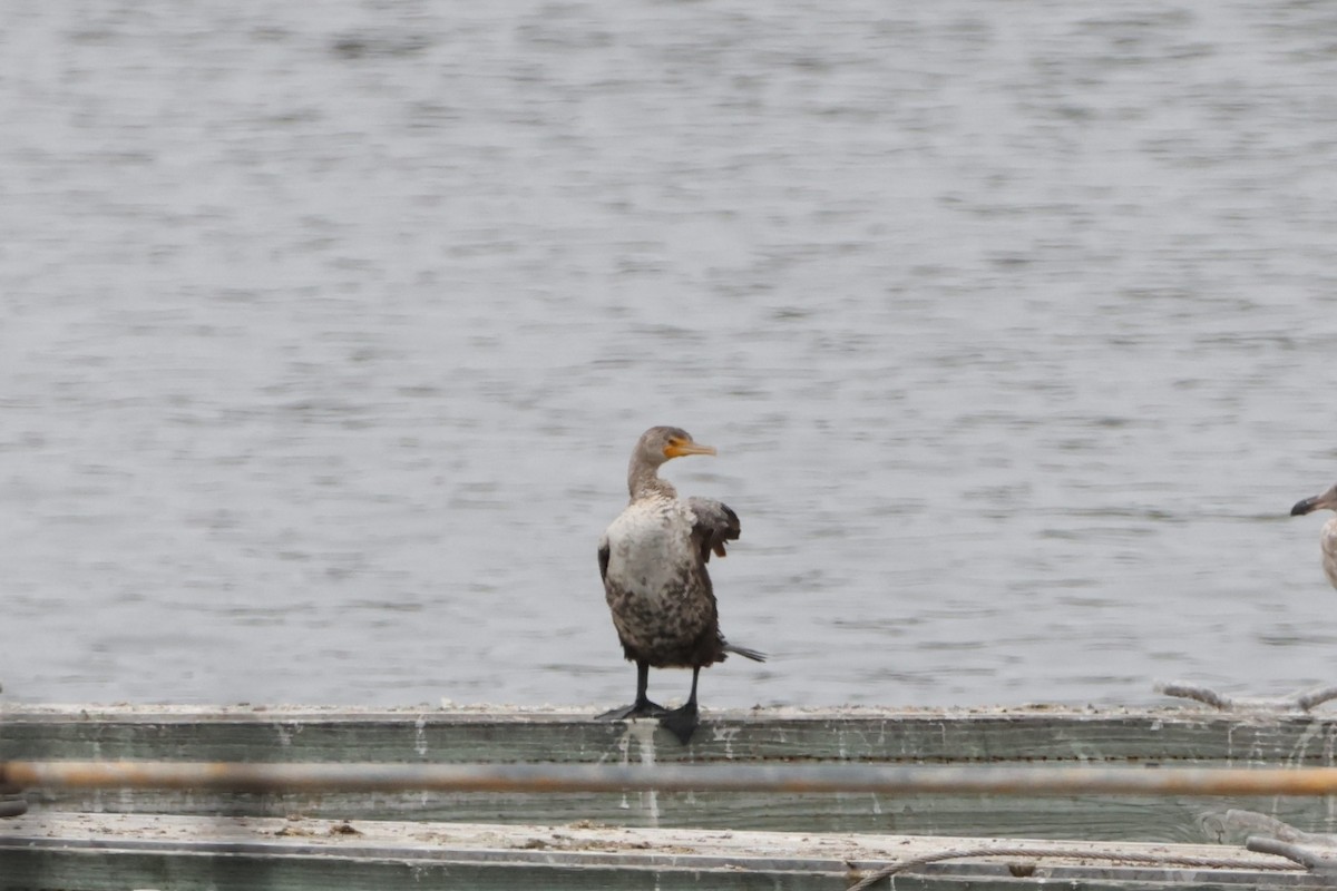 Double-crested Cormorant - Caleb Villar