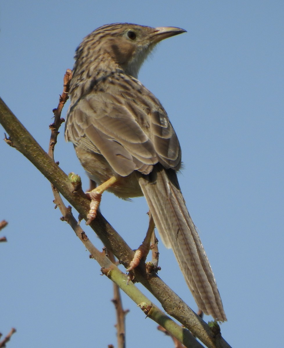 Common Babbler - Prof Chandan Singh Dalawat