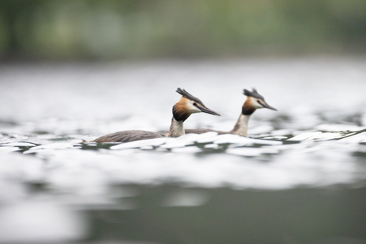 Great Crested Grebe - Jan-Peter  Kelder