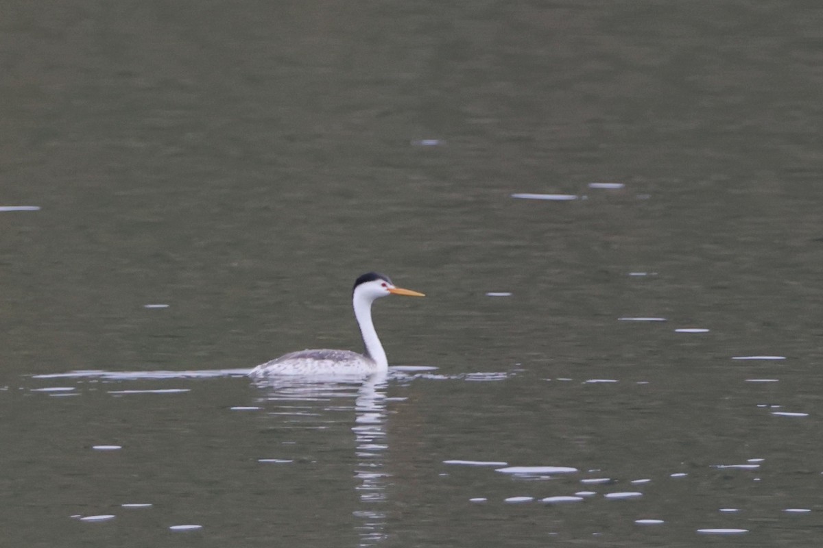 Clark's Grebe - Caleb Villar