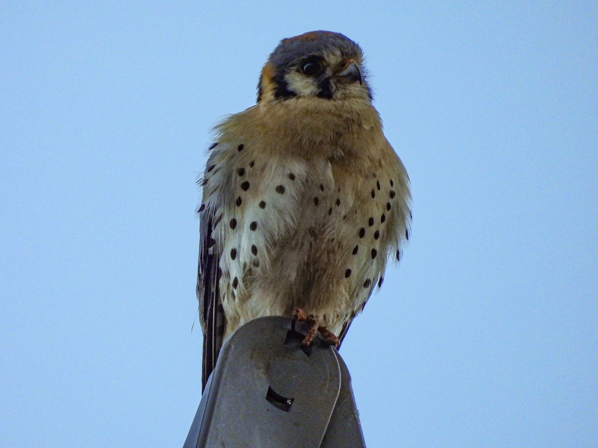 American Kestrel - ML618875557