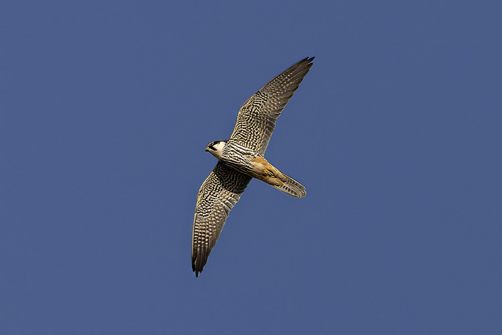 Eurasian Hobby - Jack Crowe