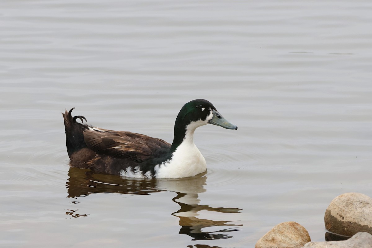 Mallard (Domestic type) - Caleb Villar