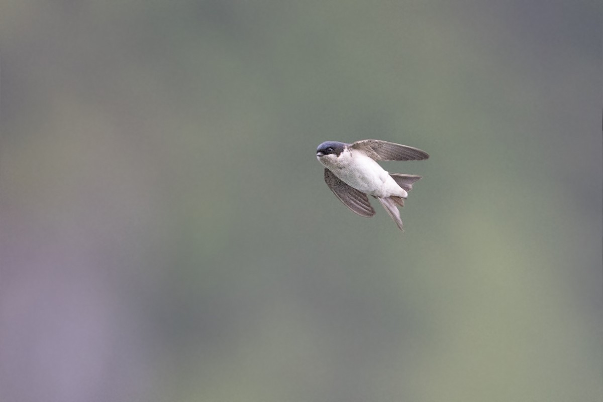 Western House-Martin - Jan-Peter  Kelder