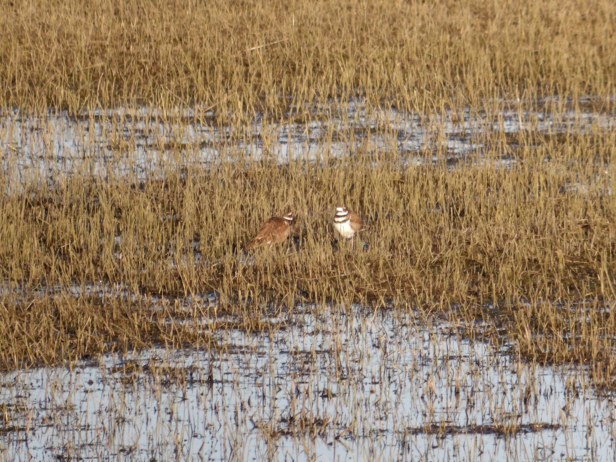 Killdeer - Josh Emms