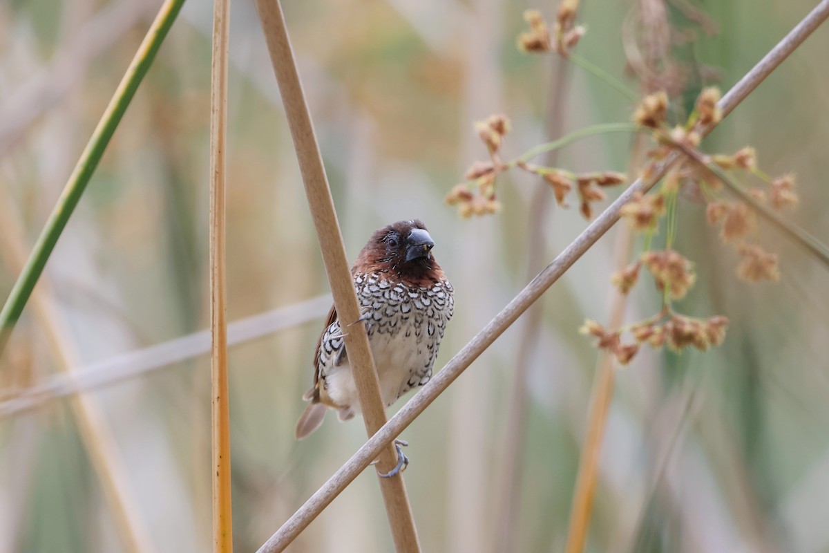 Scaly-breasted Munia - Caleb Villar