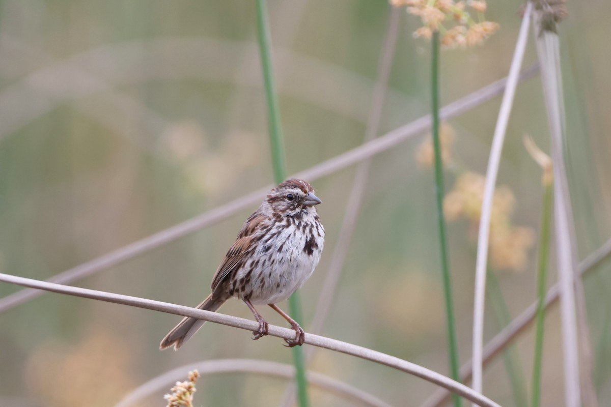 Song Sparrow - Caleb Villar