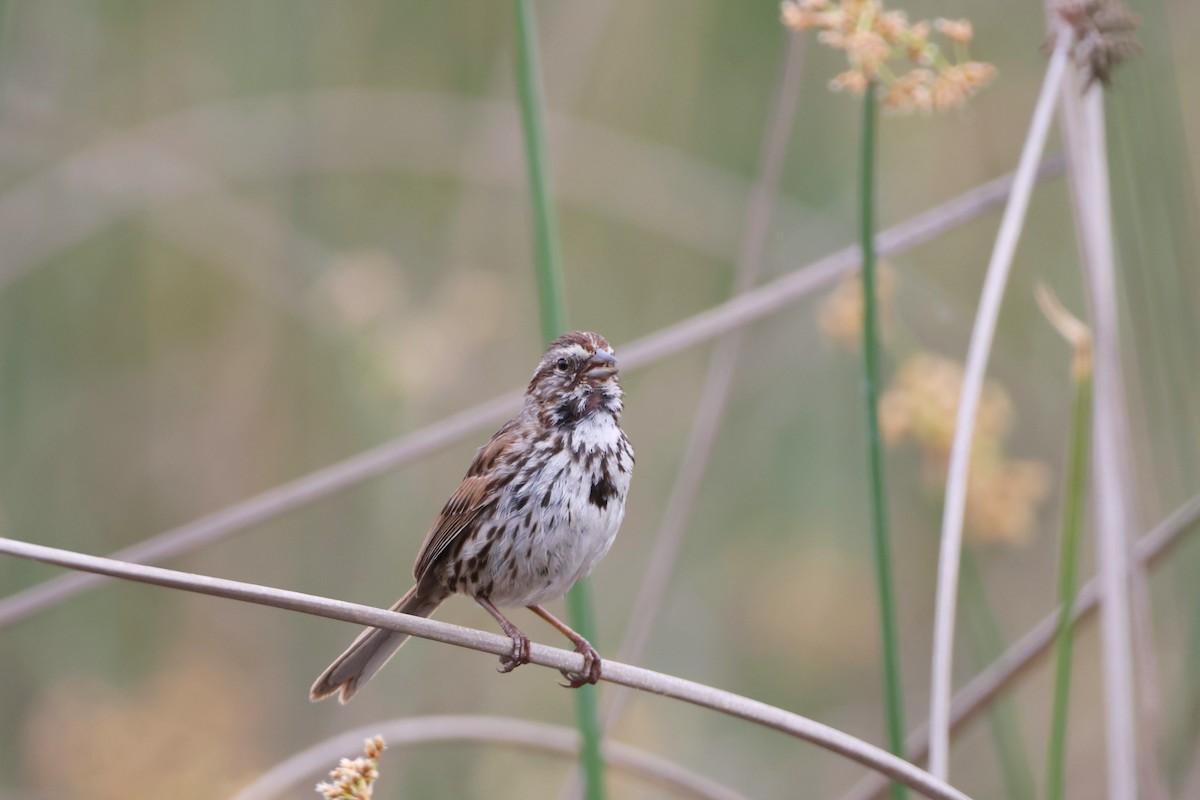 Song Sparrow - Caleb Villar