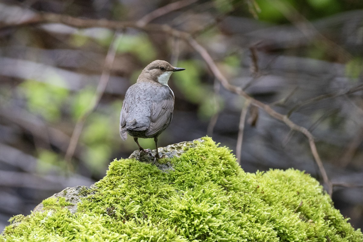 White-throated Dipper - Jan-Peter  Kelder