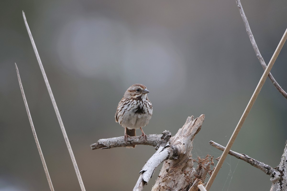 Song Sparrow - Caleb Villar