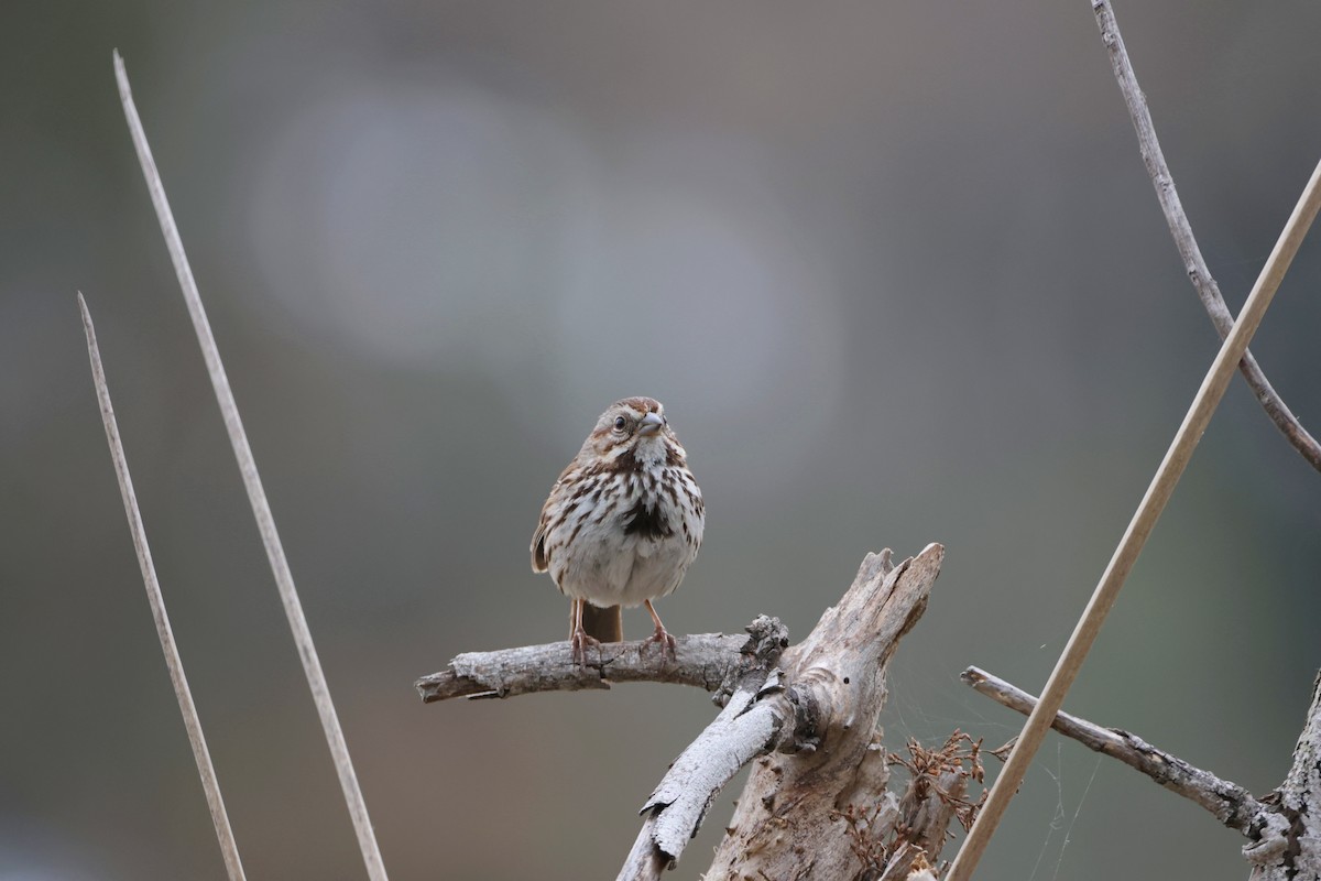 Song Sparrow - Caleb Villar