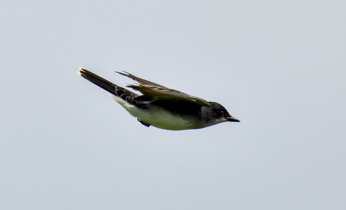 Eastern Kingbird - Rickey Shive