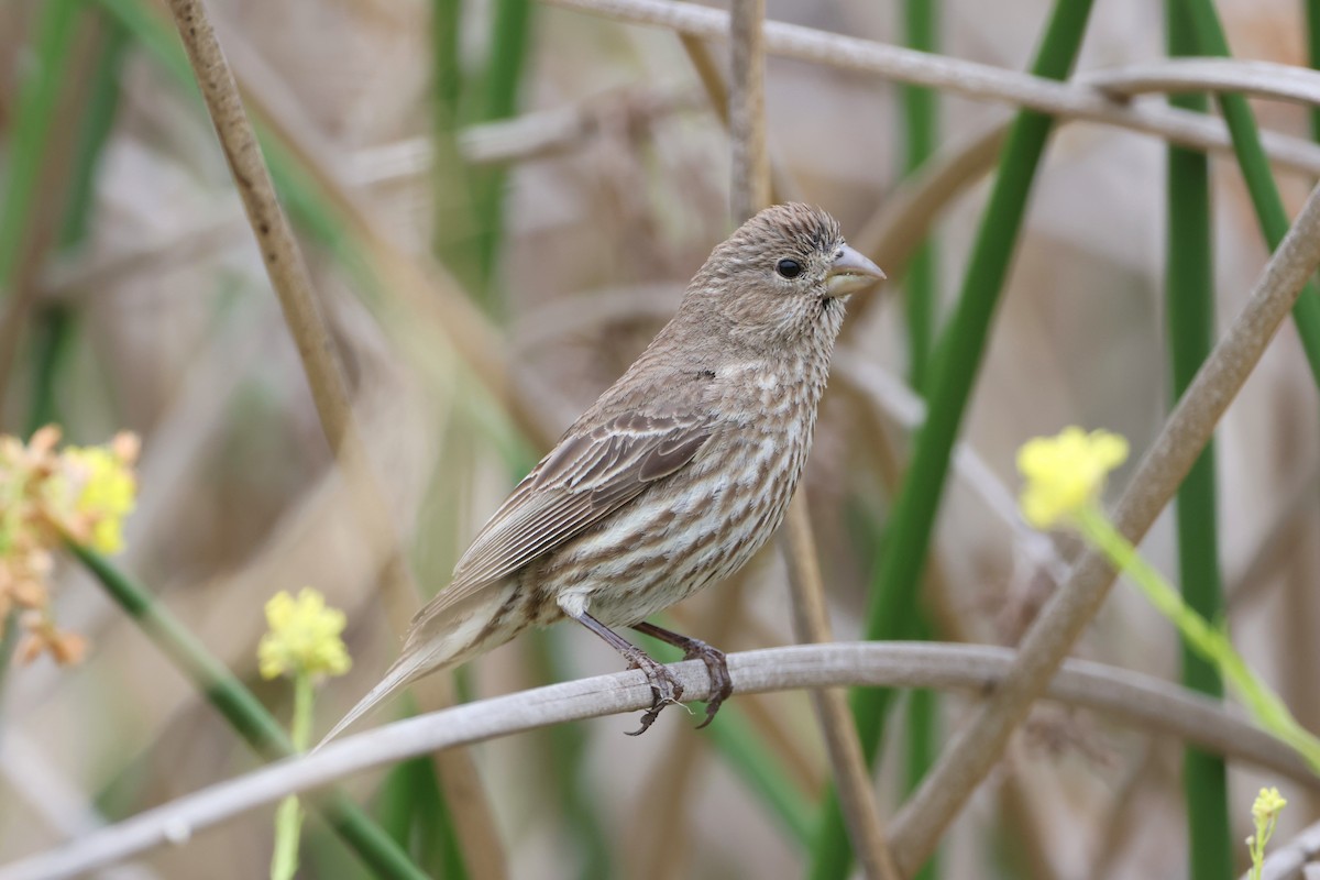 House Finch - Caleb Villar