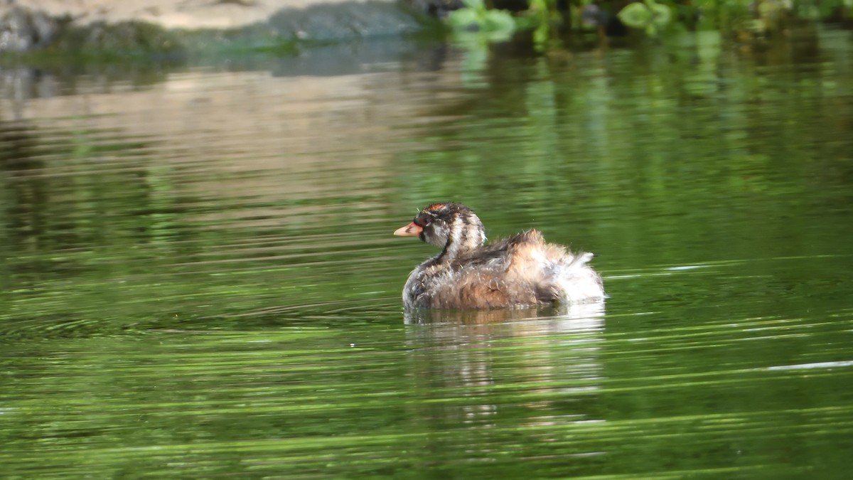 Little Grebe - 小七 陳