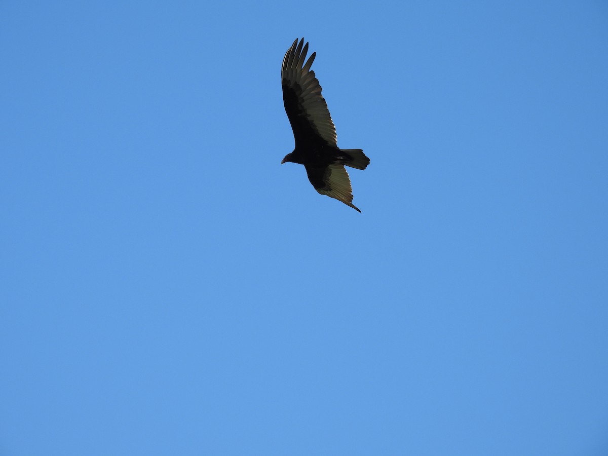 Turkey Vulture - L. Burkett