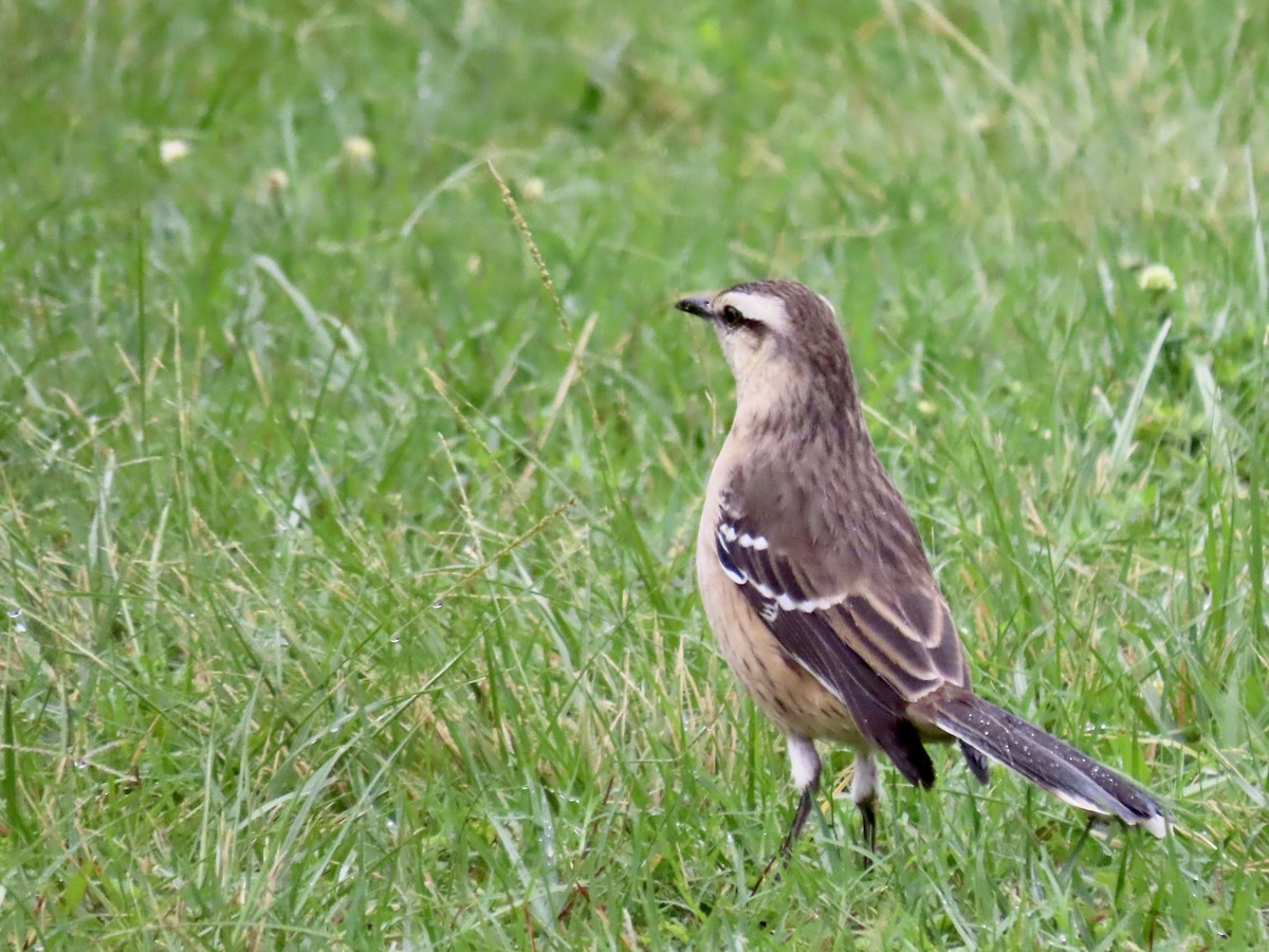 Chalk-browed Mockingbird - Ines Vasconcelos