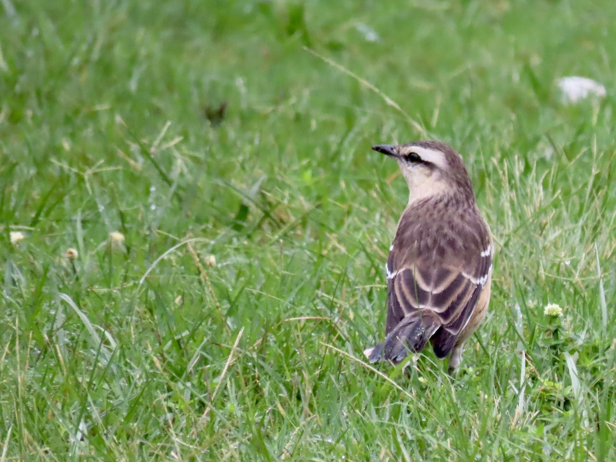 Chalk-browed Mockingbird - Ines Vasconcelos