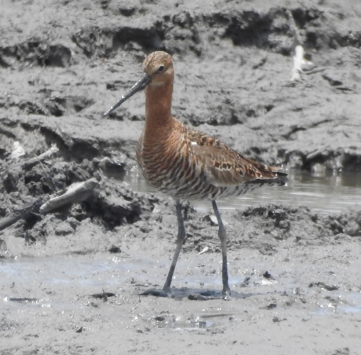 Black-tailed Godwit (melanuroides) - Arlango Lee