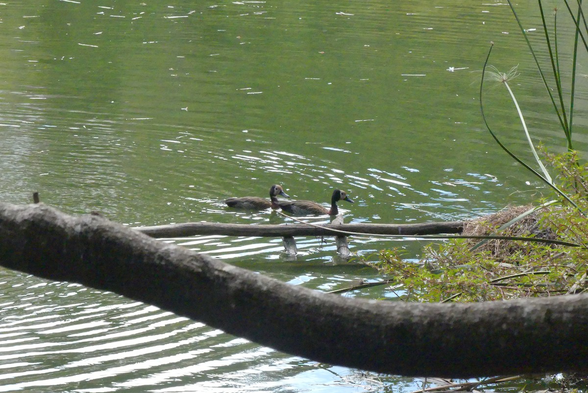 White-faced Whistling-Duck - Rado  J. L. RAVOAVY RANDRIANASOLO