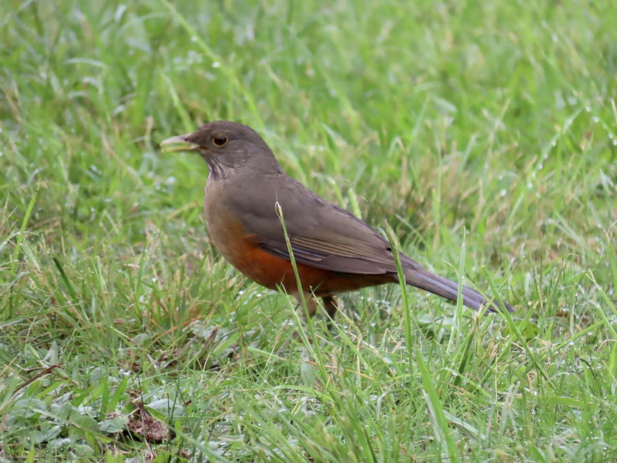 Rufous-bellied Thrush - Ines Vasconcelos