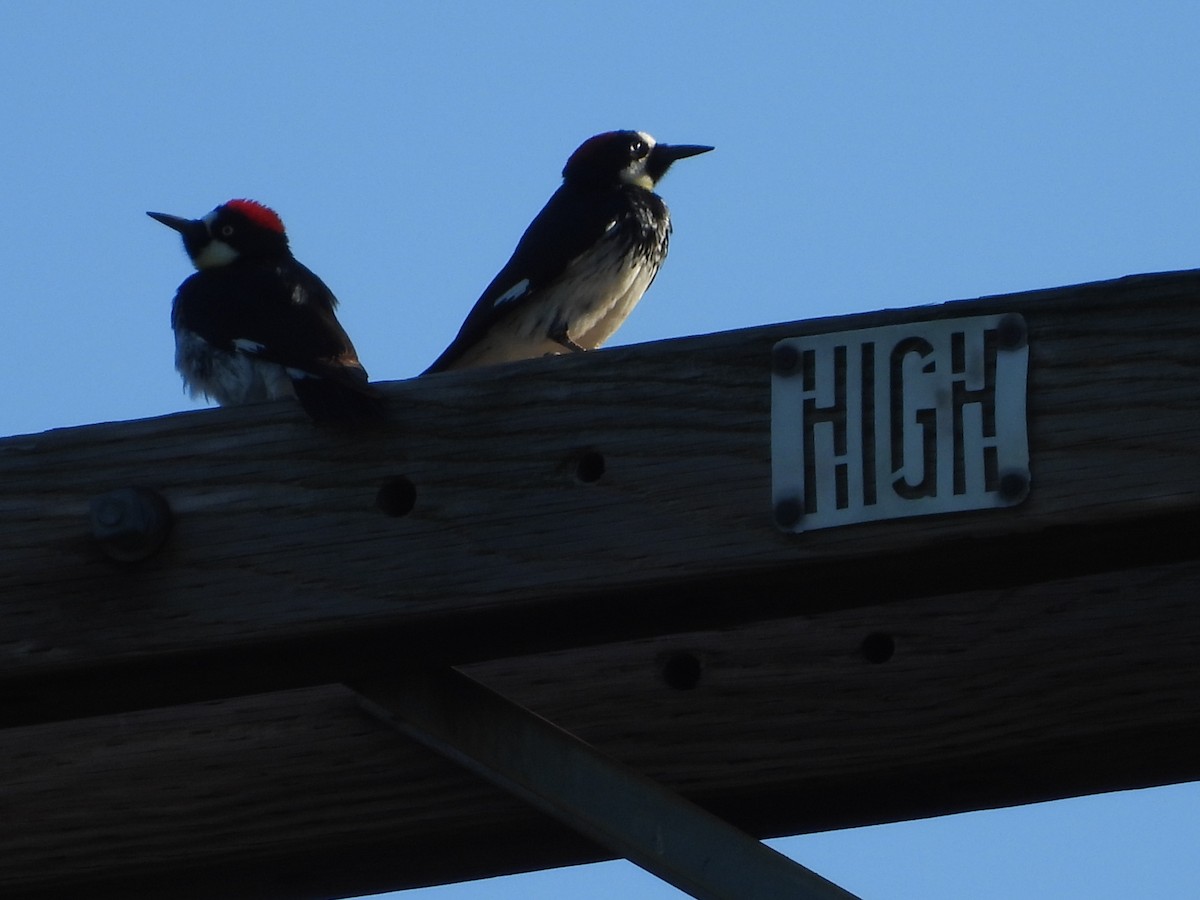 Acorn Woodpecker - L. Burkett