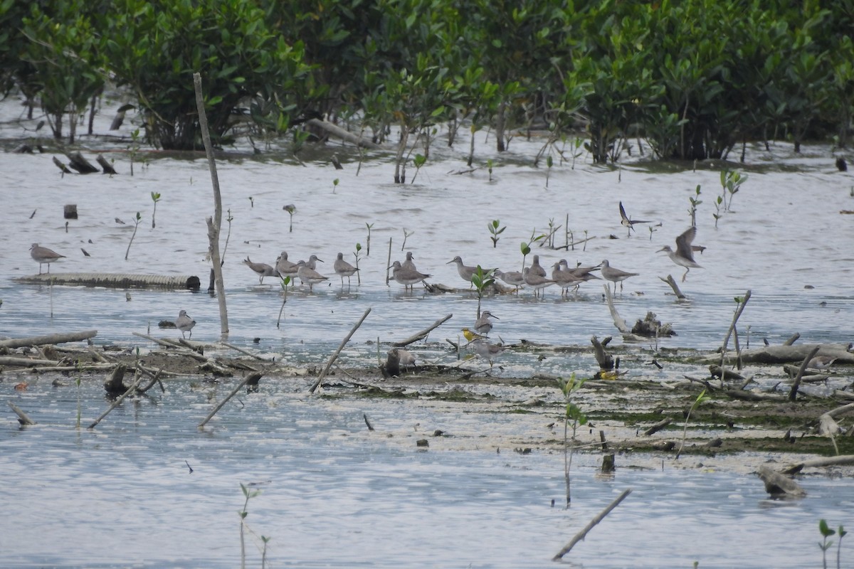 Gray-tailed Tattler - Arlango Lee