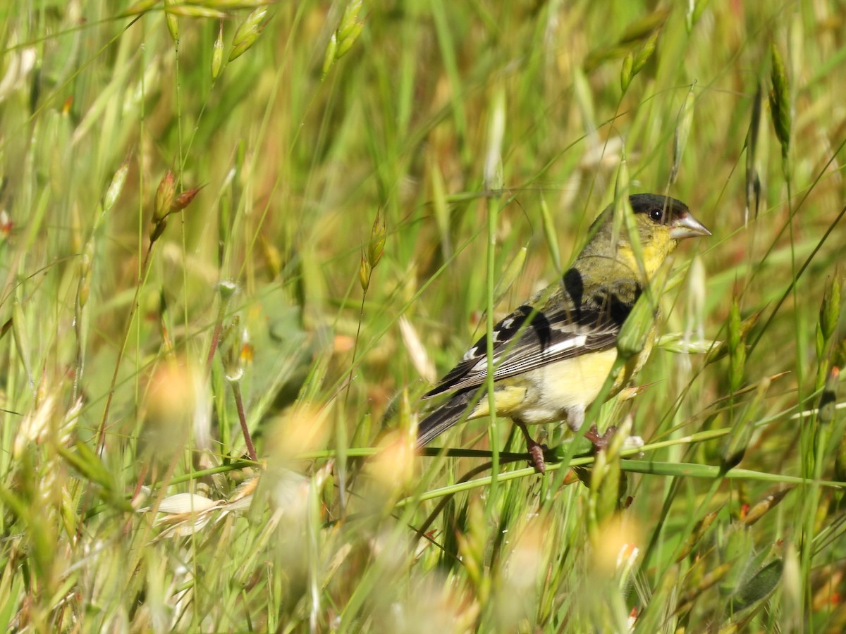 Lesser Goldfinch - ML618875751