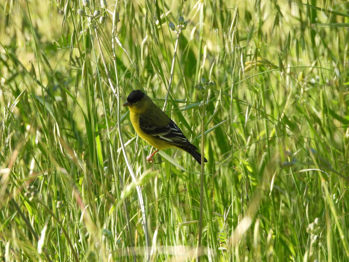 Lesser Goldfinch - L. Burkett