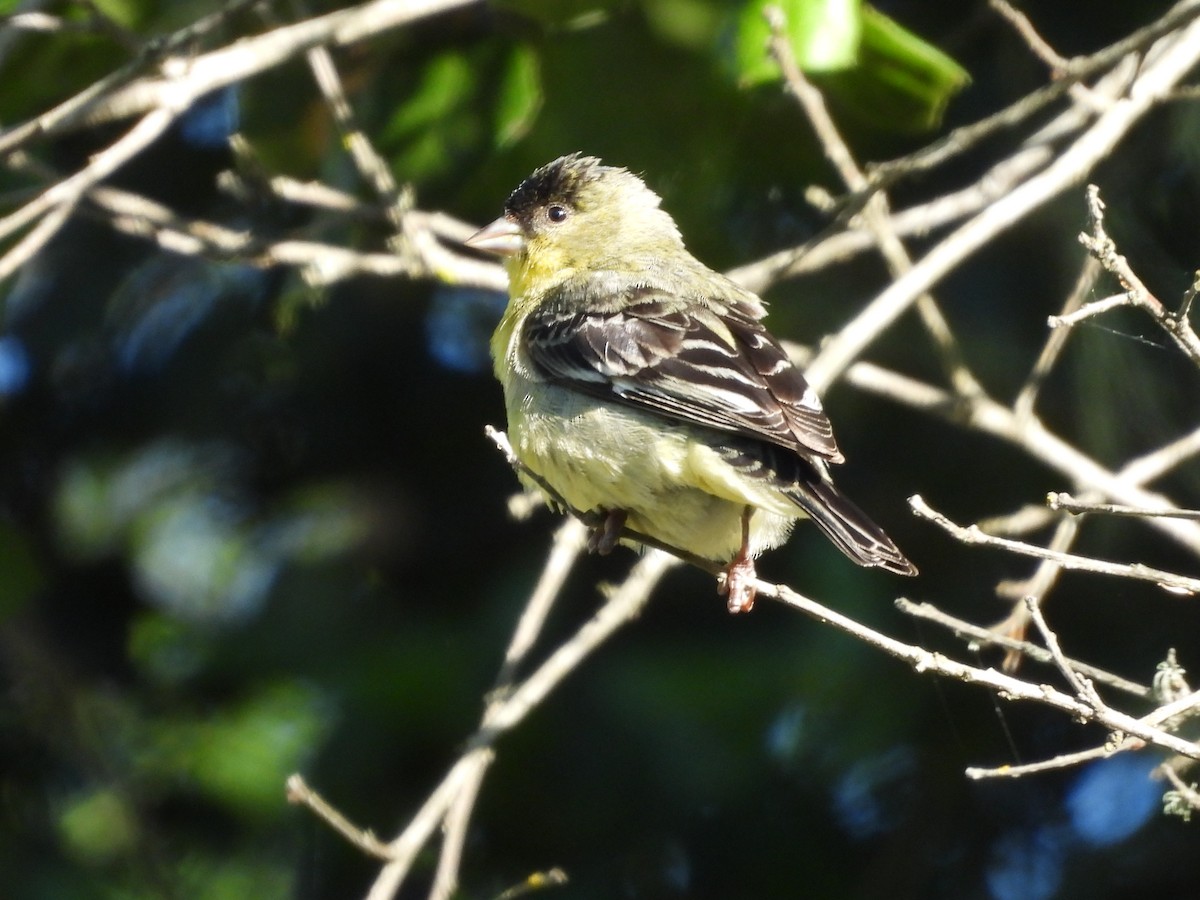 Lesser Goldfinch - L. Burkett