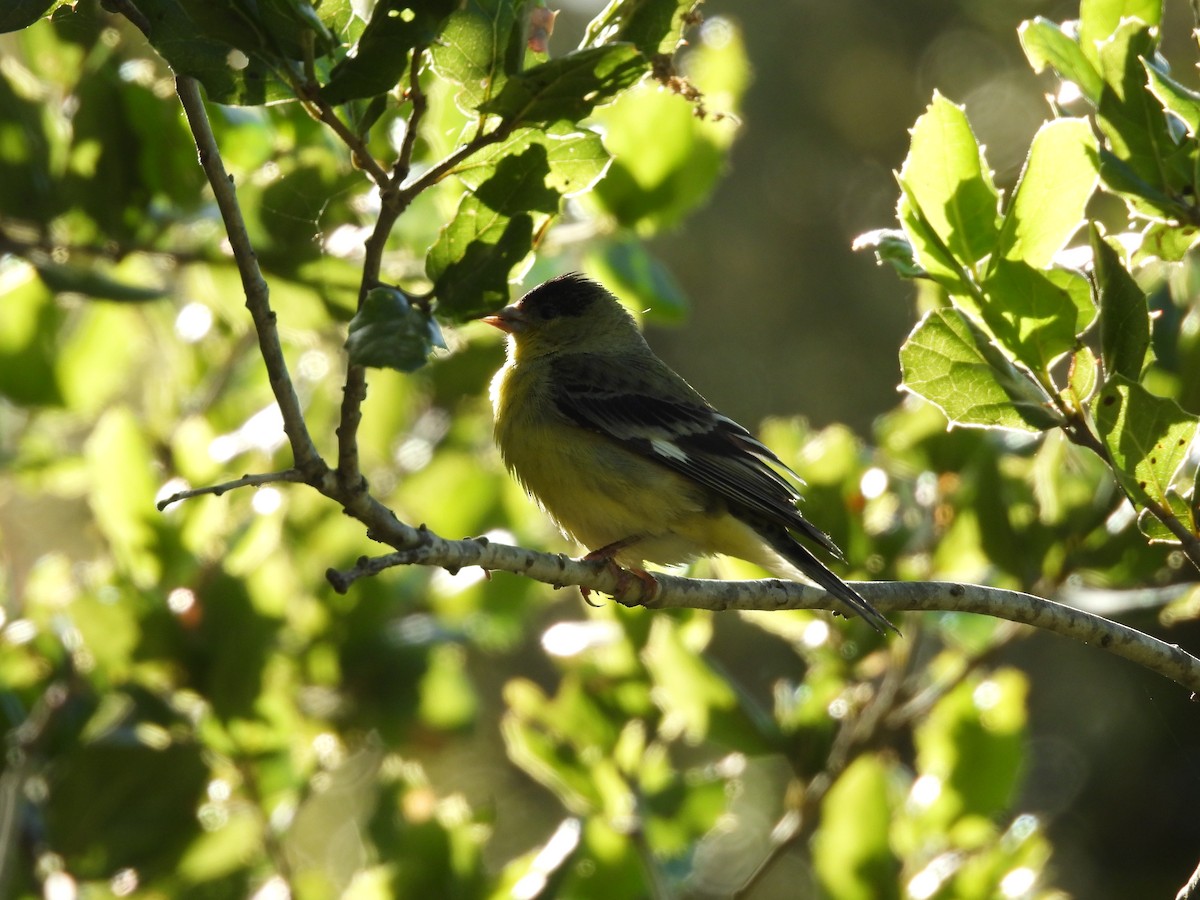 Lesser Goldfinch - L. Burkett