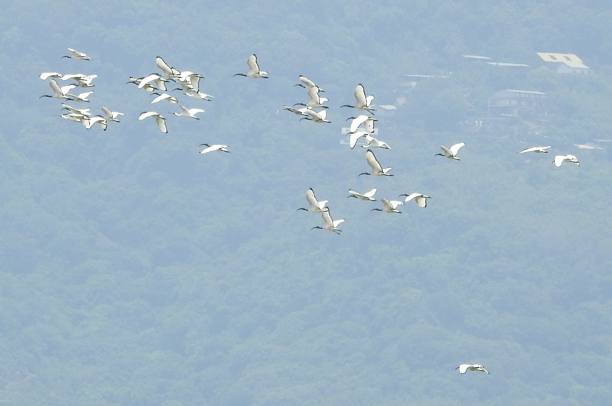 African Sacred Ibis - Arlango Lee