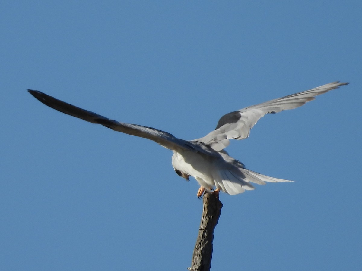White-tailed Kite - L. Burkett