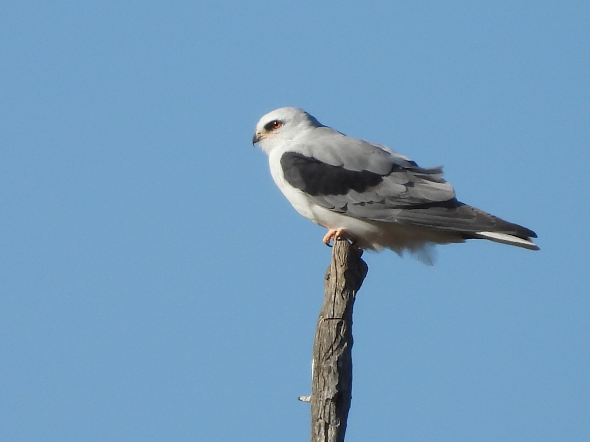 White-tailed Kite - L. Burkett