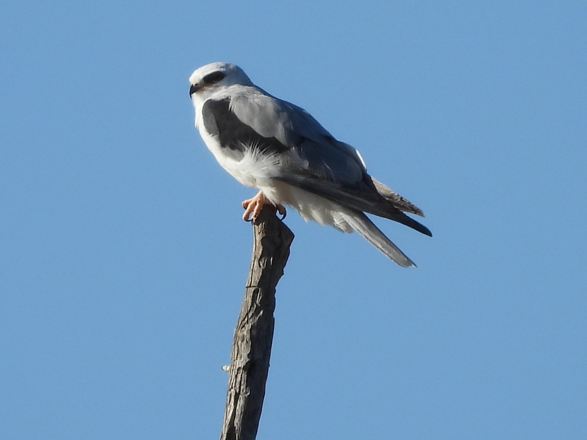 White-tailed Kite - L. Burkett