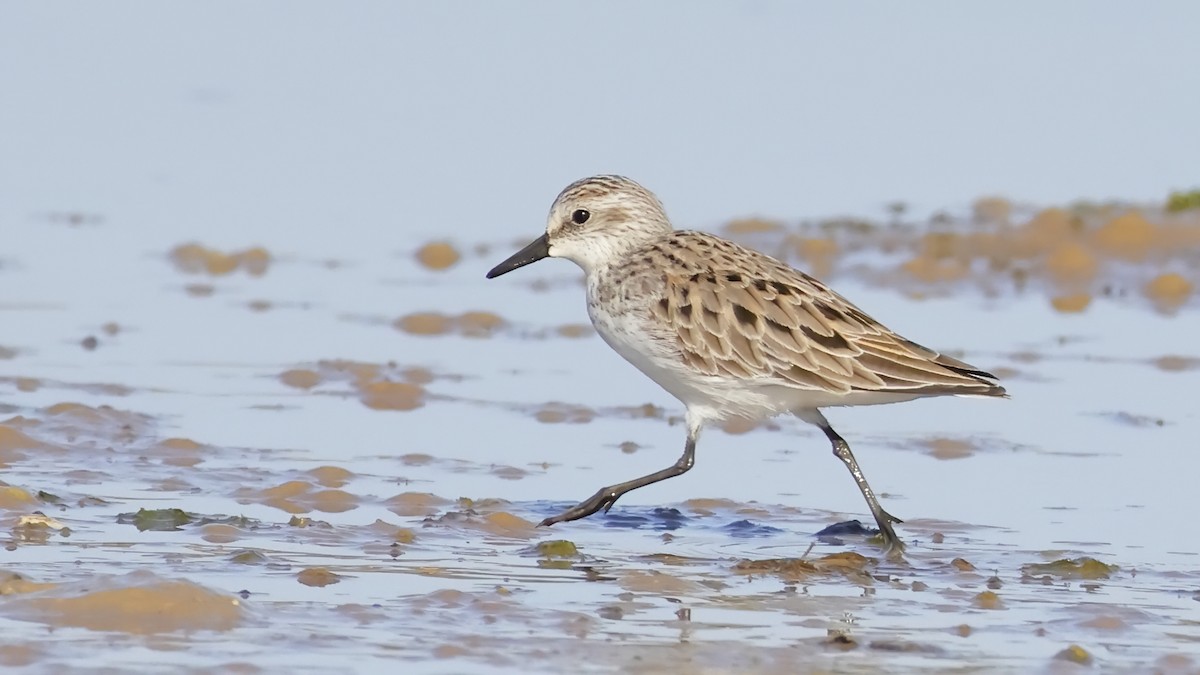 Semipalmated Sandpiper - Gonzalo Pardo