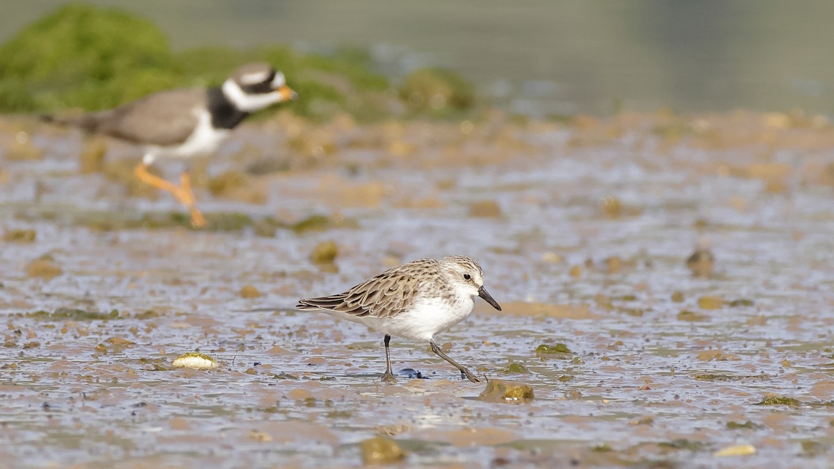 Semipalmated Sandpiper - Gonzalo Pardo