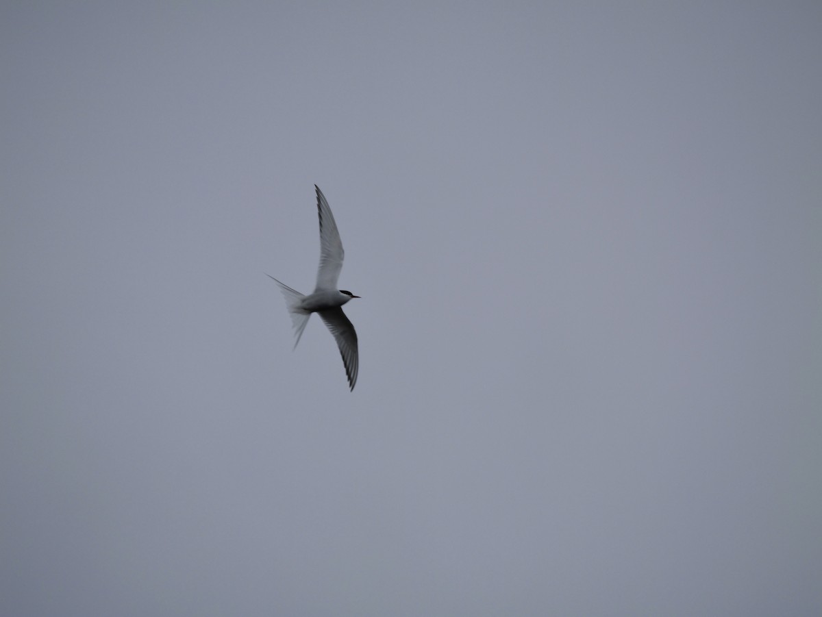 Arctic Tern - ML618875815