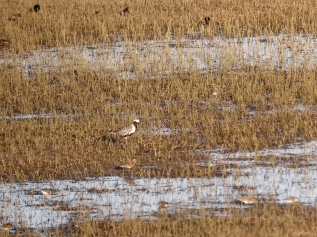 Black-bellied Plover - Josh Emms