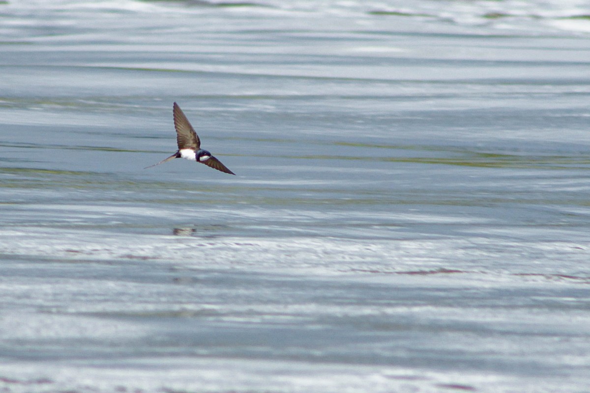 Black-collared Swallow - ML618875820