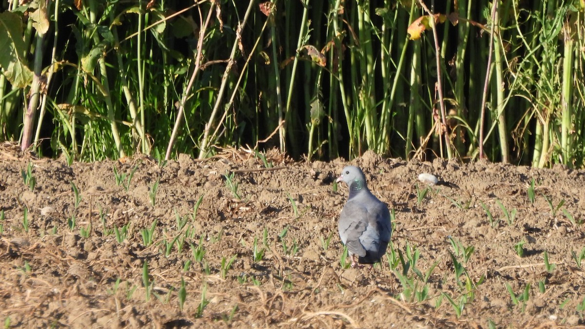 Stock Dove - ML618875823