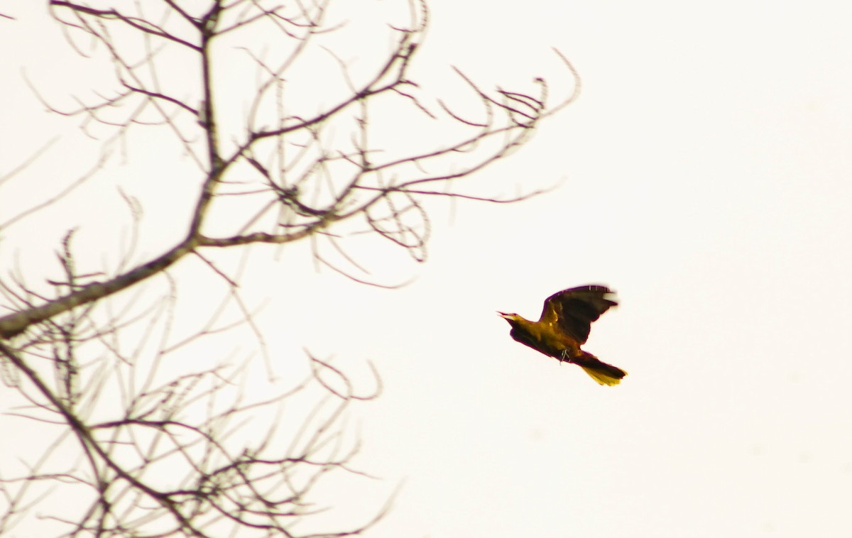 Green Oropendola - ML618875824