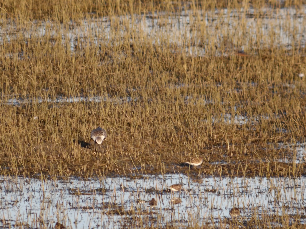 Least Sandpiper - Josh Emms