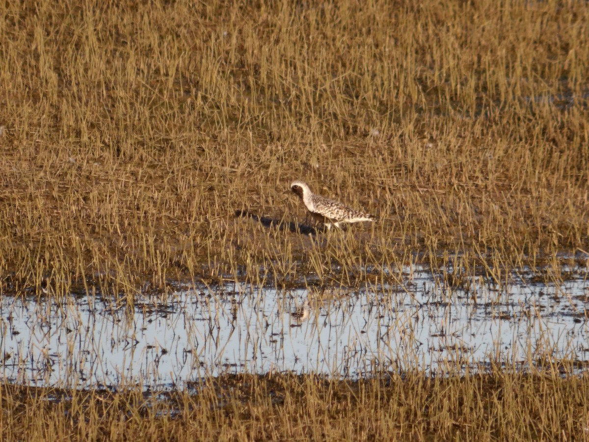 Black-bellied Plover - Josh Emms