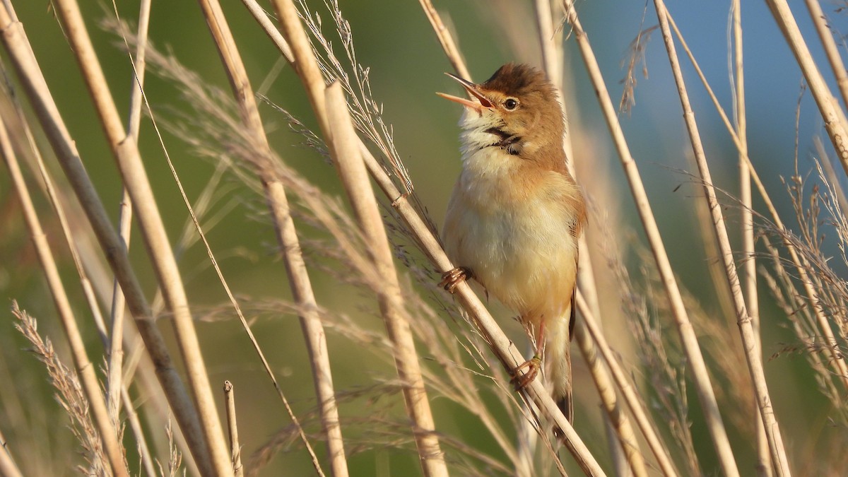 Common Reed Warbler - ML618875837