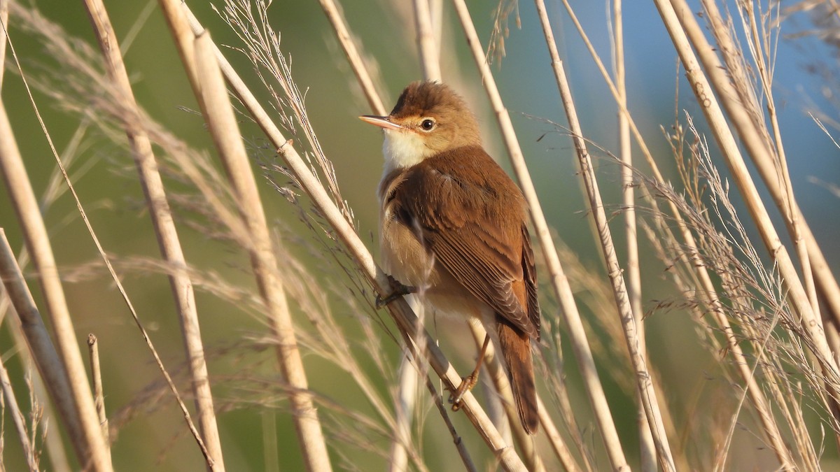 Common Reed Warbler - ML618875838