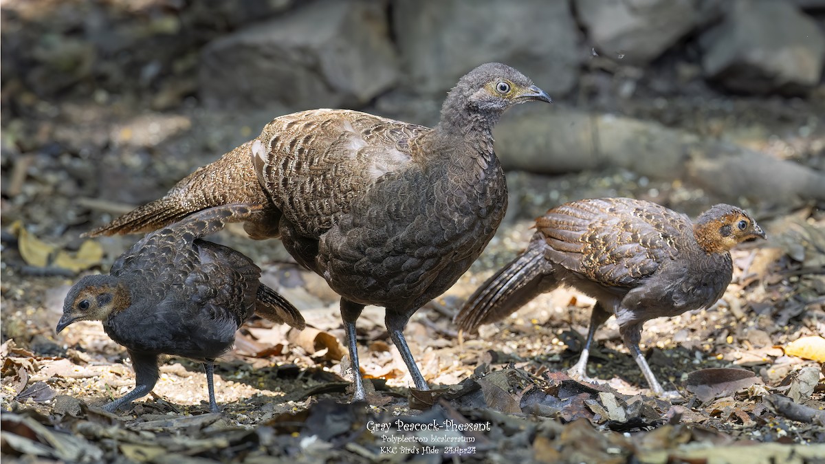 Gray Peacock-Pheasant - Kenneth Cheong