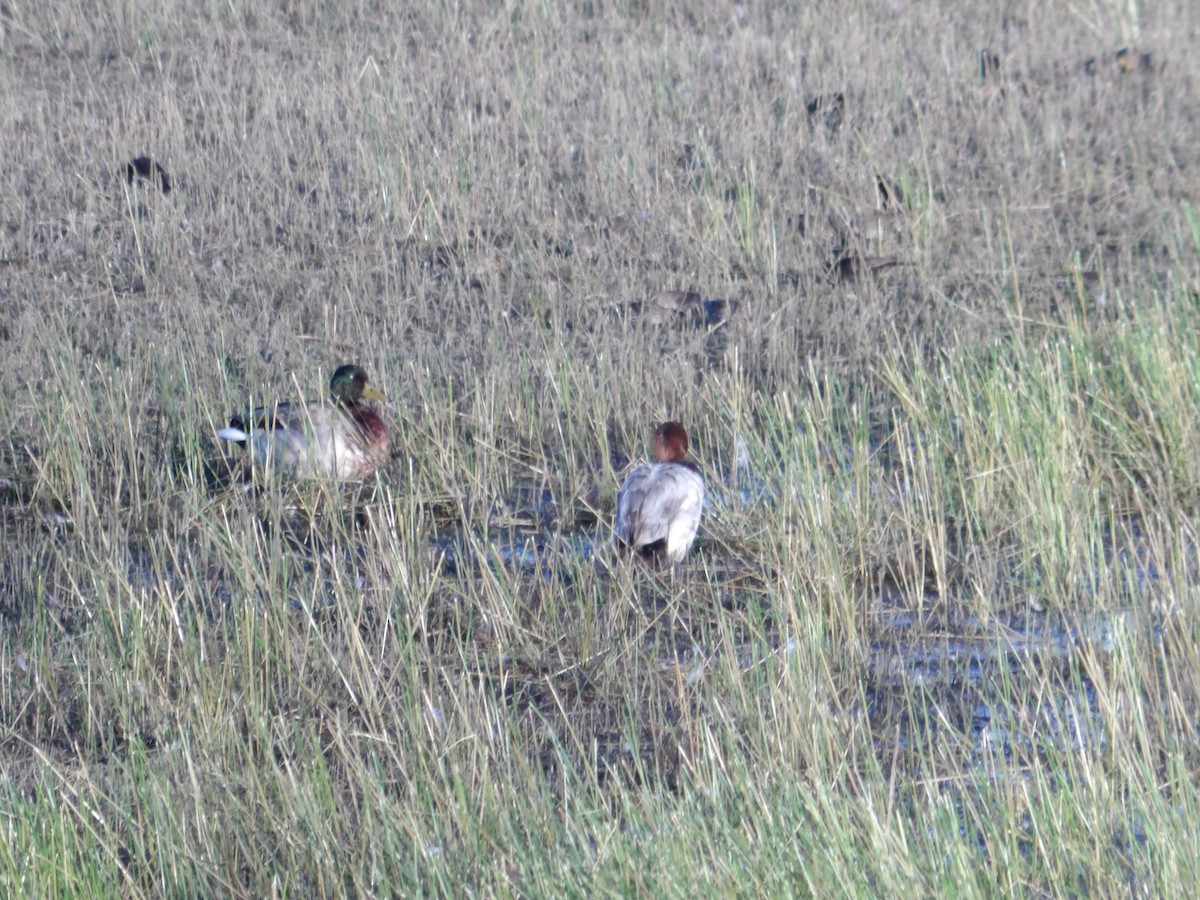 Canvasback - Josh Emms