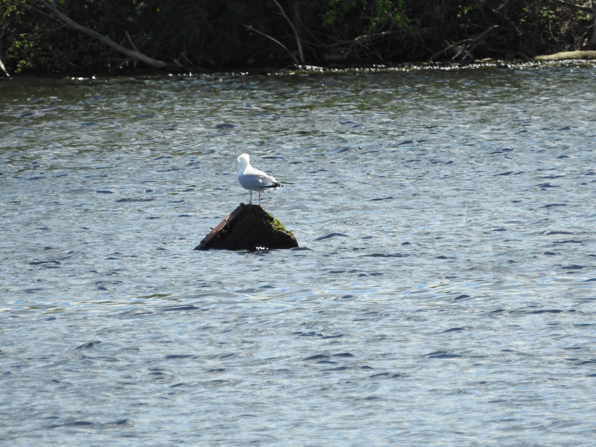 Gaviota Argéntea - ML618875858