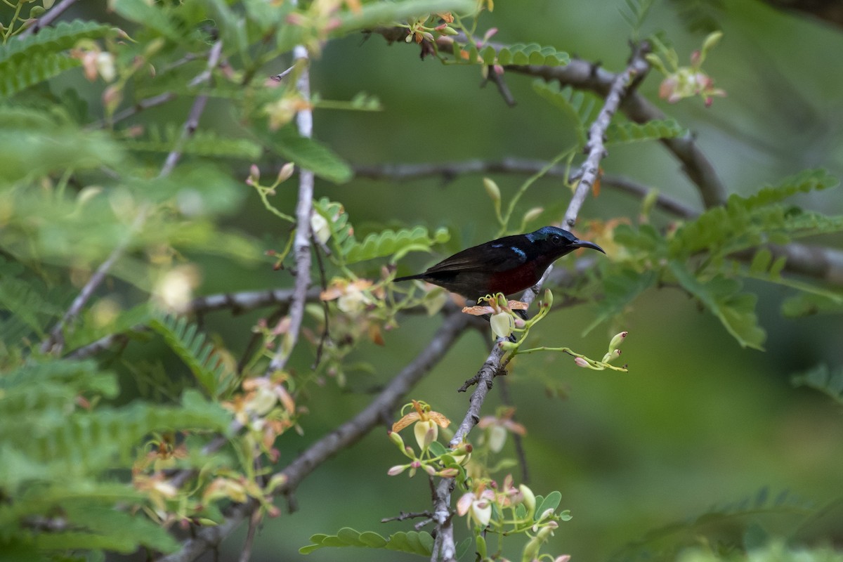 Blauglanz-Nektarvogel - ML618875866